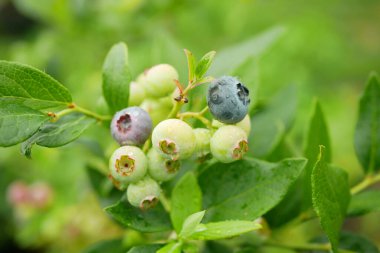 Kuzey Highbush yabanmersini Aşısı Corymbosum yakın plan Kuzey Amerika bitki çalı türleri mavi huckleberry detayı, çiçek açan beyaz olgun mavi meyveler, bir saksının içinde büyüyen bahçe biyolojisi