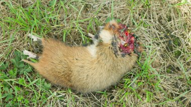 Avrupalı hamster ölü tarla böcekleri uçar Cricetus cricetus ceset kanı, yırtıcı kuş tarafından yakalanır ya da zehirlenir zehirli peletler, kemirgen ilaçları, böcek ilaçları, tarımsal fareler, fareler...