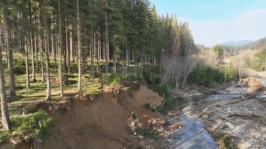 Nehir delta sonbaharında Cerna Opava sel rengi drone hava aracı Jeseniky kumlu kum alüvyonunda, banklar orman ladin bataklığı, kuadkopter manzaralı uçuş gösterisi