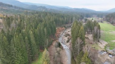 Nehir delta sonbaharında Cerna Opava sel rengi drone hava aracı Jeseniky kumlu kum alüvyonunda, banklar orman ladin bataklığı, kuadkopter manzaralı uçuş gösterisi