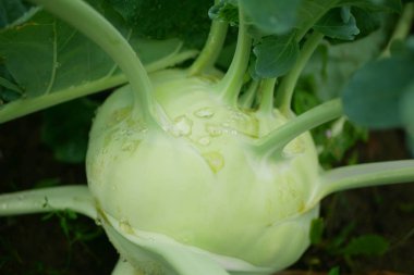 Kohlrabi hasadı, tüberküloz biyolojik detayı sera folyo tarlası kökü tarla kökü şalgam Alman beyaz çiftlik çiftliği hasat bahçesi, organik Brassica oleracea var yapraklı ağaç kökü. gongylodes