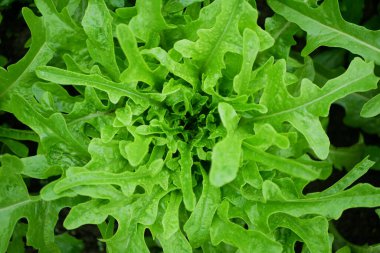 Lettuce rocket arugula vegetable roquette and rucola bio green harvest farmer farming greenhouse folio and agricultural farm garden corrugated harvesting leaf green Eruca sativa vesicaria food Verona clipart