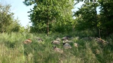 Romanov koyunları biyoorganik uykuları uyandırıyor. Yün kürk çayırlarını, doğayı, Yukarı Volga koyunlarını, çim bitkilerini uyandırıyor. Beyaz Rusya sürüsü, yavru sürüyü evcil kış karından gri bir hayvanla besliyor.