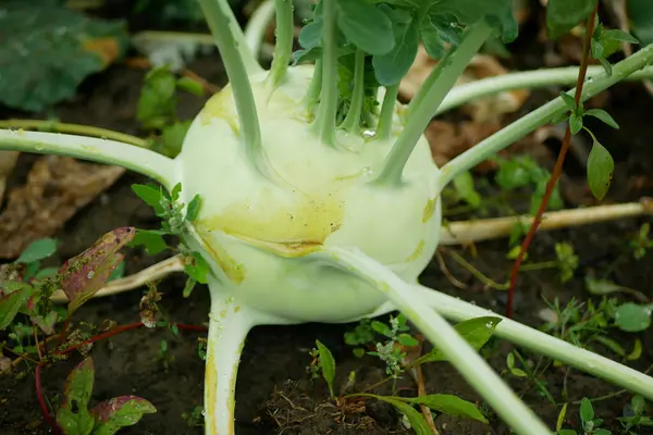 Kohlrabi hasadı, tüberküloz biyolojik detayı sera folyo tarlası kökü tarla kökü şalgam Alman beyaz çiftlik çiftliği hasat bahçesi, organik Brassica oleracea var yapraklı ağaç kökü. gongylodes