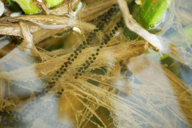 Kurbağa Bufo bufo Avrupa yumurtaları kurbağa yakın plan su üretimi yumurtlama telleri kuzey dipteki küme su altında bitki çiftleşmesinden oluşur. Bahar zamanı amfibi türlerinin biyolojik çeşitliliği. Nesli tükenmekte olan türler yetişkin ve kurbağa yavruları, sulak alanlar ve göletler