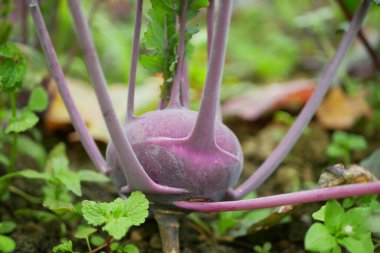 Kohlrabi hasadı, tüp kırmızısı biyolojik detay ekimi sera yeşili tarla kökü tarla kökü şalgam Alman beyaz çiftliği hasat bahçesi hasat sapı ve organik Brassica oleracea var. gongylodes sukabağı yetiştirir taze cucumiform meyveleri