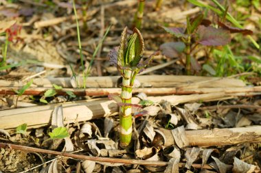 Knotweed tehlikeli bitkiler Reynoutria Fallopia Fallopia japonica Sakhalin Japon sapı, ve genişleyen yaprak, yaprak ve meyve türleri, Asya 'dan gelmektedir Japonya sakhalinensis davetsiz misafir çaylak, diğer bitkilerin biyoçeşitliliğini azaltır ve