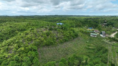 Çiftlik pitaya çilekli armut armut meyvesi Hylocereus drone hava pitahaya egzotik tropikal bölgeleri bitkisel organik tarım Stenocereus. hasat meyveleri yetişti yeşillik, mor, kırmızı çalı, bahçeler çamurla kaplandı.
