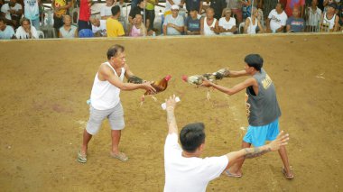 Horoz dövüşü horozu Filipinler para arenası güç horoz geleneği. Hukukçular spur jiletle savaşıyor. Kumarbaz Filipinliler öldürülüyor.