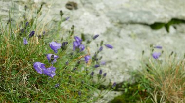Campanula gelida yakın plan endemik çan çiçeği Jeseniky dağı tehlike altındaki türler kritik derecede çiçek açan bitki detayları stenoendemik Petrovy taşları çayır kayaları doğal eşsiz çevre dağları bakire doğa, aile Campanulaceae, koruma altındaki manzara