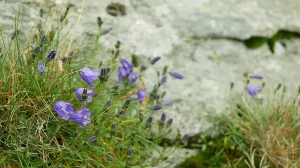 Campanula gelida yakın plan endemik çan çiçeği Jeseniky dağı tehlike altındaki türler kritik derecede çiçek açan bitki detayları stenoendemik Petrovy taşları çayır kayaları doğal eşsiz çevre dağları bakire doğa, aile Campanulaceae, koruma altındaki manzara