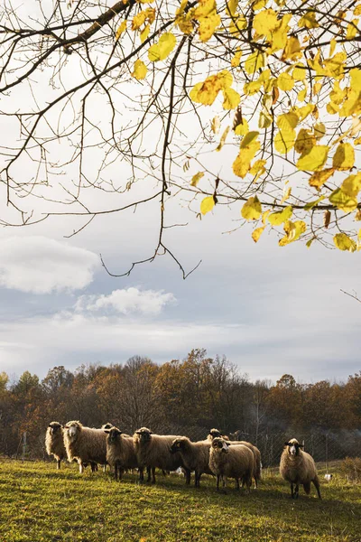 Herd of sheep in a field in autumn at sunset