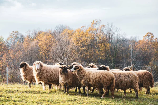 Herd of sheep in a field in autumn at sunset