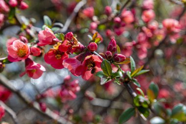 Bal arısı kırmızı ayva çiçeğinden polen topluyor
