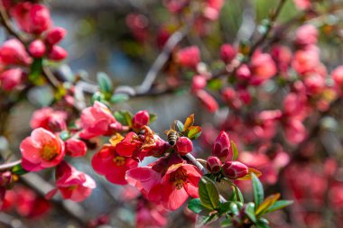 Bal arısı kırmızı ayva çiçeğinden polen topluyor