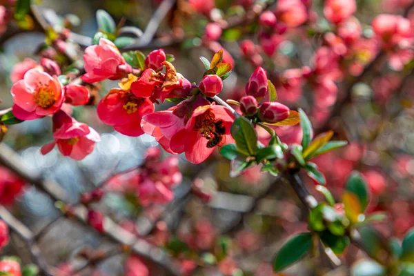 Honey Bee Collecting Pollen Red Quince Flower — Stock Photo, Image