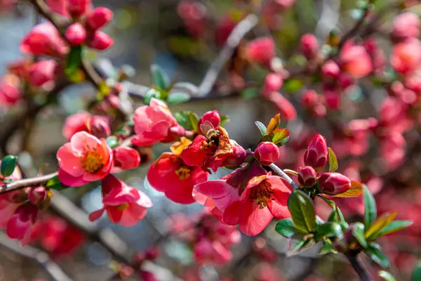 Honey Bee Collecting Pollen Red Quince Flower — Stock Photo, Image