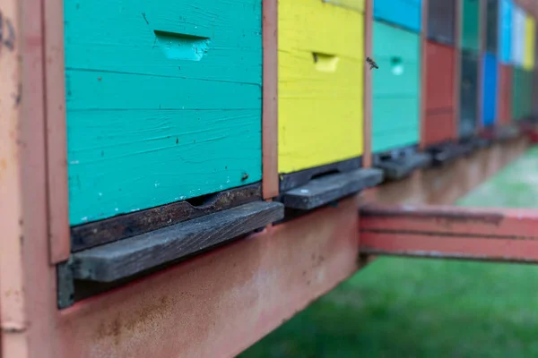 野に大規模な蜂の巣の木造住居 — ストック写真