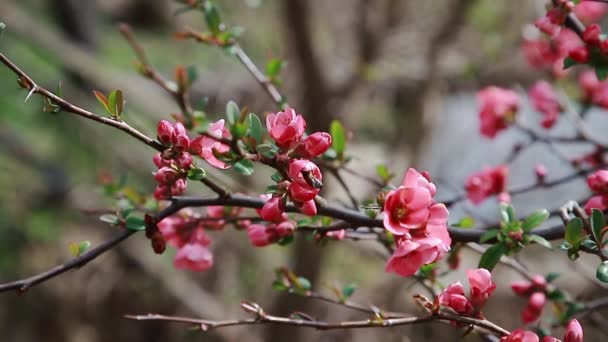 Abeille Miel Recueillant Pollen Fleur Coing Rouge — Video