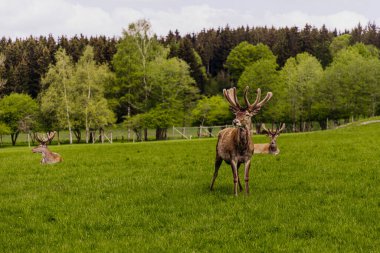 Ren geyiği (Rangifer tarandus) portresi, yarı evcilleştirilmiş