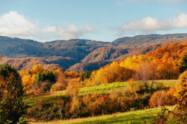 Güzel orman renkleriyle yağmurlu bir sonbahar günü