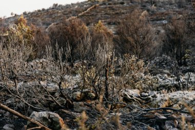 Güneşli bir sabahta Hırvatistan 'da bir ormanın kalıntıları yandı