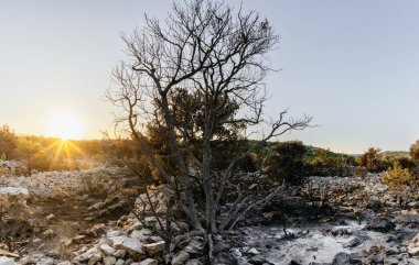 Güneşli bir sabahta Hırvatistan 'da bir ormanın kalıntıları yandı