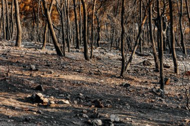 Güneşli bir sabahta Hırvatistan 'da bir ormanın kalıntıları yandı