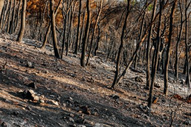 Güneşli bir sabahta Hırvatistan 'da bir ormanın kalıntıları yandı