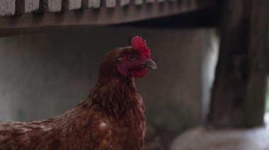 Köyde bir yaz günü bir sürü kırmızı tavuk