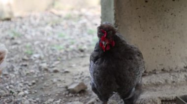 Köyde bir yaz günü bir sürü kırmızı tavuk