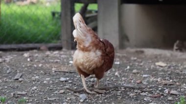 Köyde bir yaz günü bir sürü kırmızı tavuk
