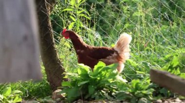 Köyde bir yaz günü bir sürü kırmızı tavuk
