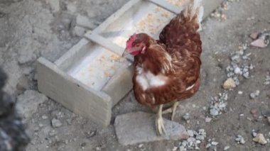 Köyde bir yaz günü bir sürü kırmızı tavuk