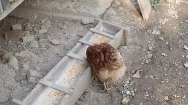 Köyde bir yaz günü bir sürü kırmızı tavuk