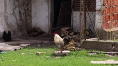 Köyde bir yaz günü bir sürü kırmızı tavuk