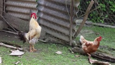 Köyde bir yaz günü bir sürü kırmızı tavuk