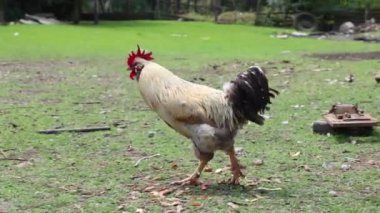 Köyde bir yaz günü bir sürü kırmızı tavuk