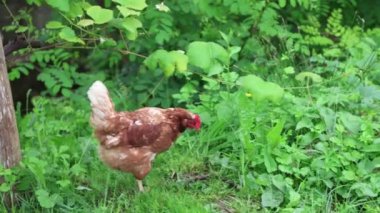 Köyde bir yaz günü bir sürü kırmızı tavuk