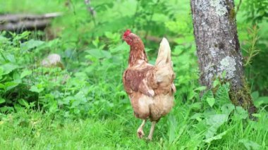 Köyde bir yaz günü bir sürü kırmızı tavuk