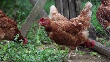 Köyde bir yaz günü bir sürü kırmızı tavuk