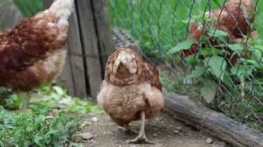 Köyde bir yaz günü bir sürü kırmızı tavuk