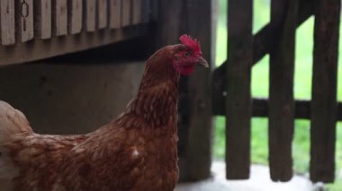 Köyde bir yaz günü bir sürü kırmızı tavuk