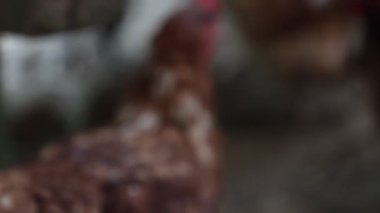 Köyde bir yaz günü bir sürü kırmızı tavuk