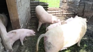 Çiftlikteki bir domuzcuğun hayatı.