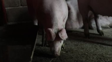 Çiftlikteki bir domuzcuğun hayatı.