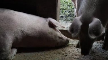 Çiftlikteki bir domuzcuğun hayatı.
