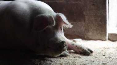 Çiftlikteki bir domuzcuğun hayatı.