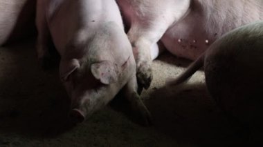 Çiftlikteki bir domuzcuğun hayatı.