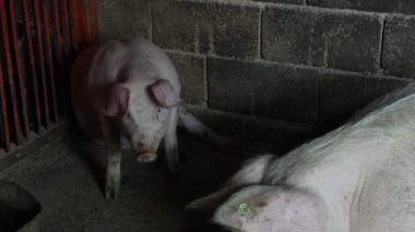 Çiftlikteki bir domuzcuğun hayatı.